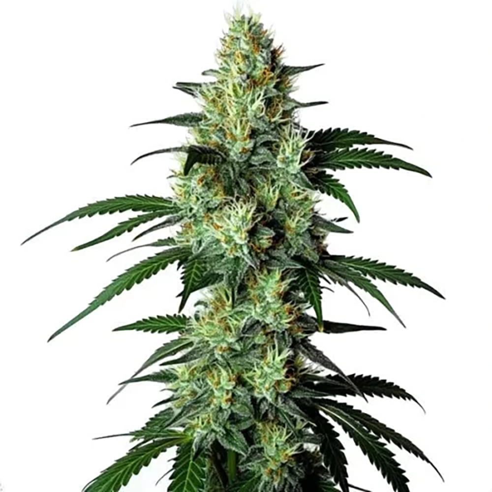 STRNG Seeds – King Louis