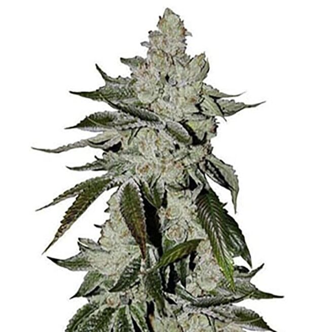 STRNG Seeds – Laughing Buddha