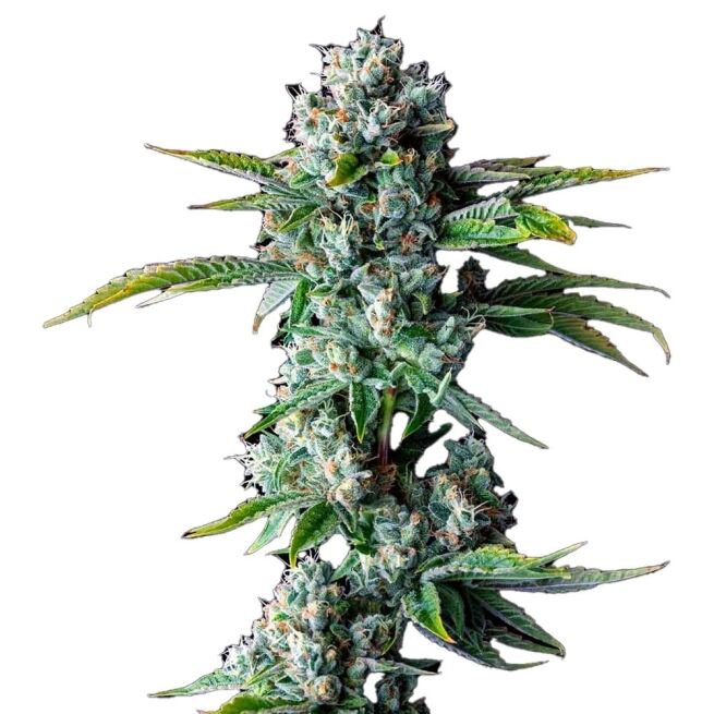 STRNG Seeds - Skywalker OG