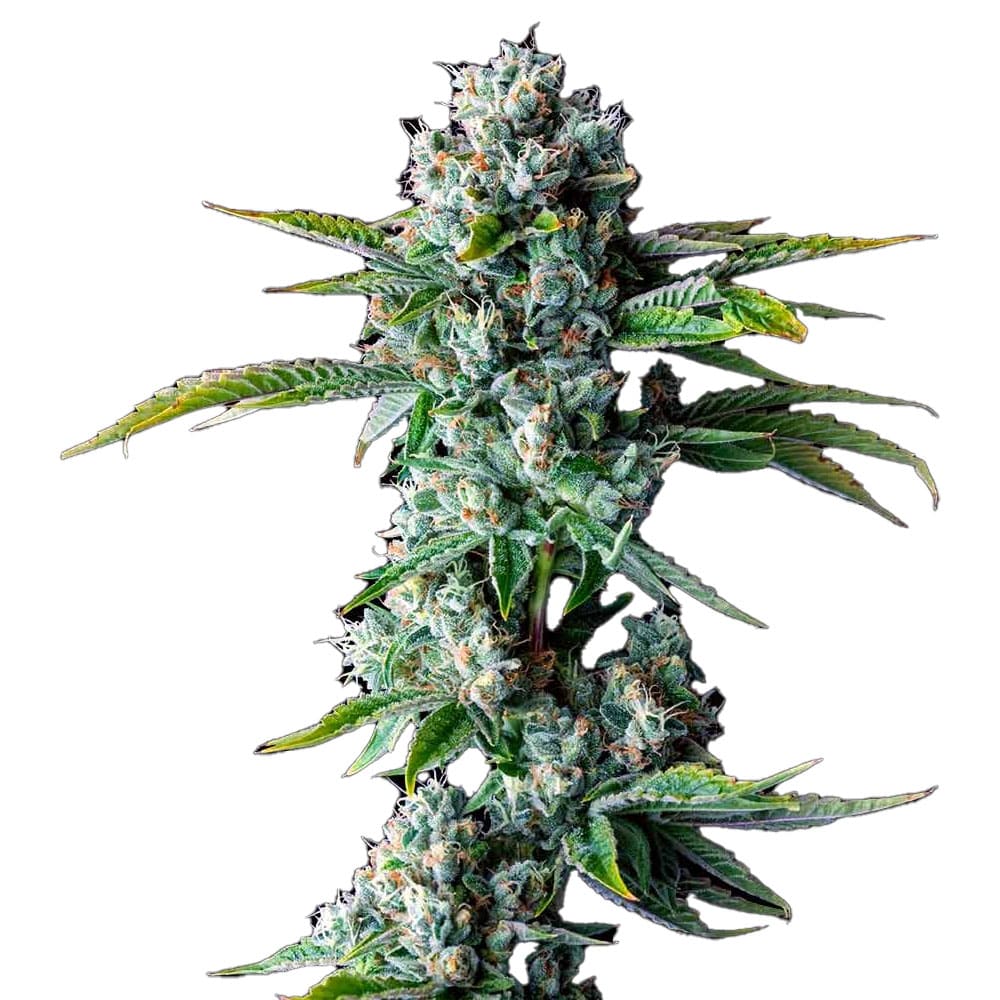 STRNG Seeds - Skywalker OG