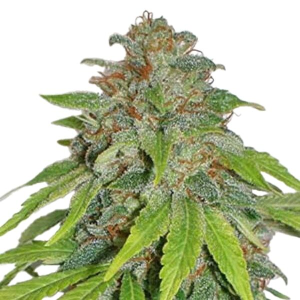 STRNG Seeds - THCA Apple Jack