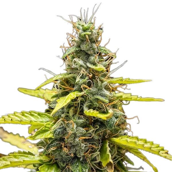 STRNG Seeds - THCA Runtz