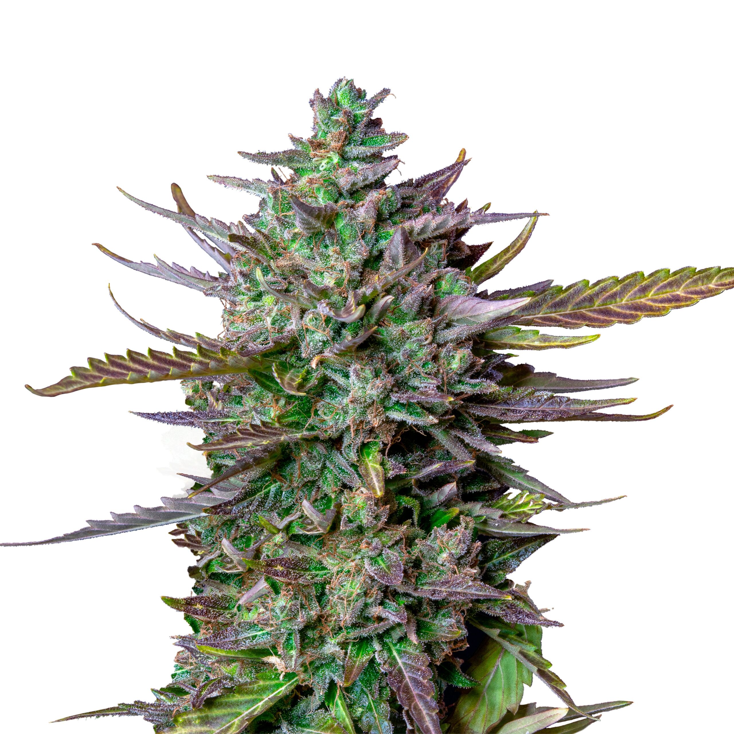 Blue Cheese Auto - Image 3
