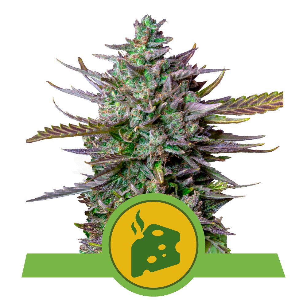 Blue Cheese Auto