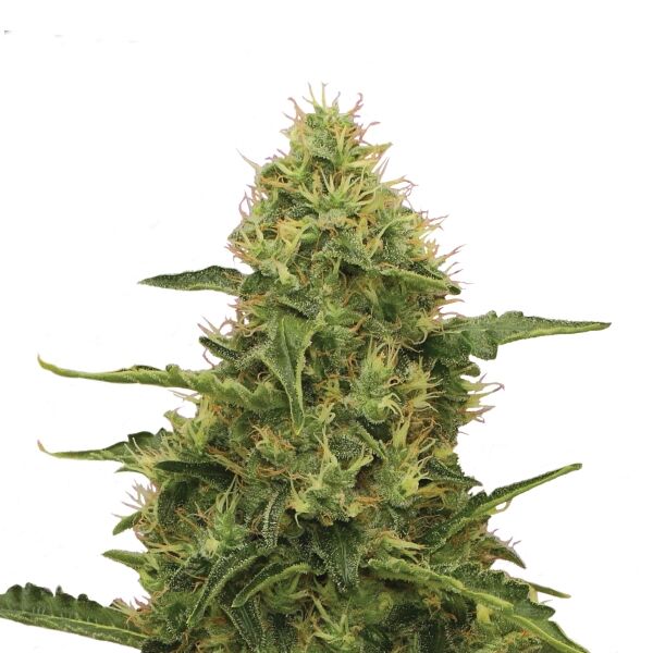 Northern Light Plant
