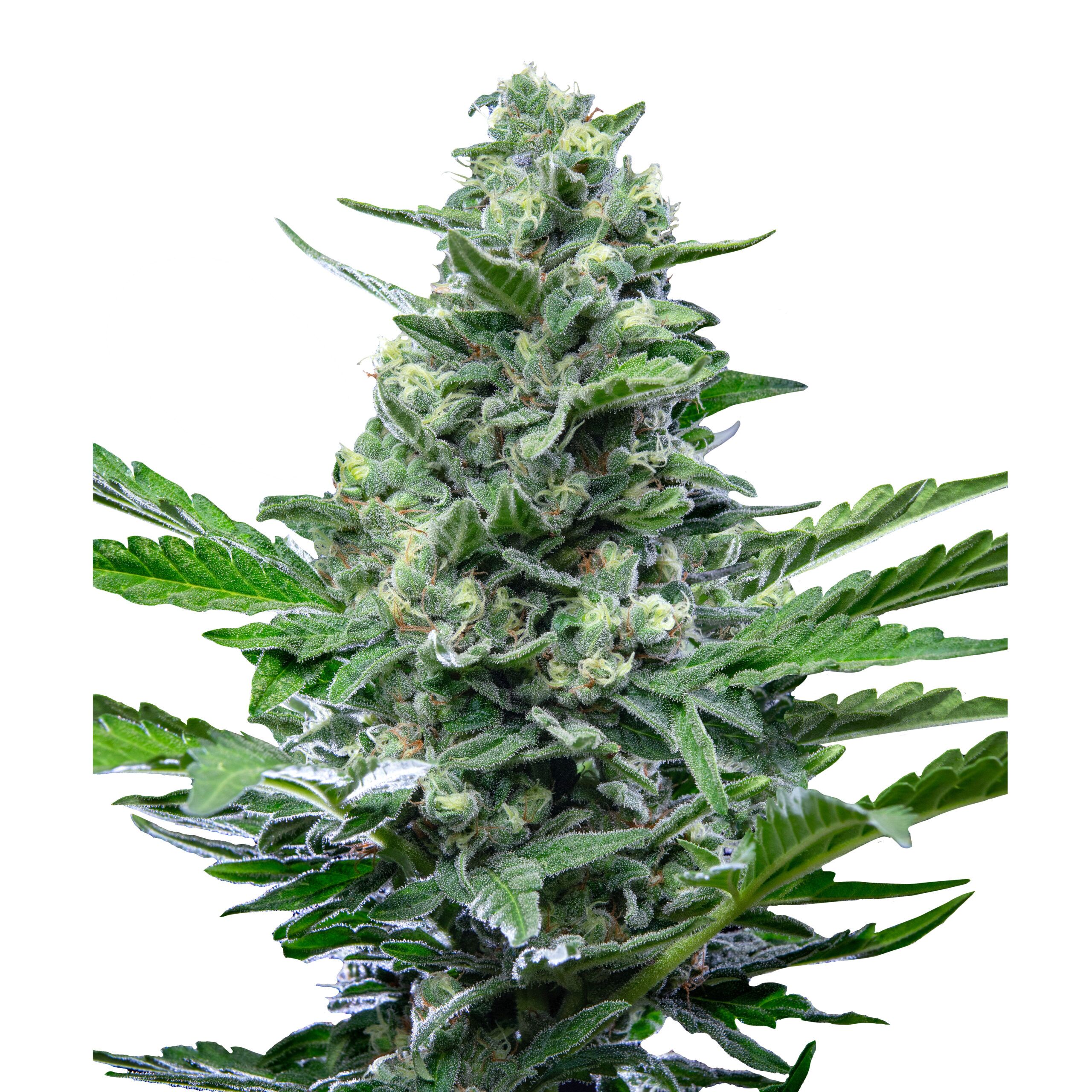 Royal Critical Auto - Image 3
