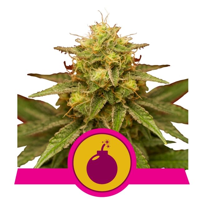 Royal Domina