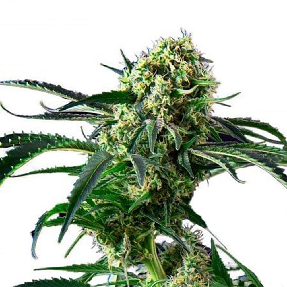 STRNG Seeds – Wrecking Ball