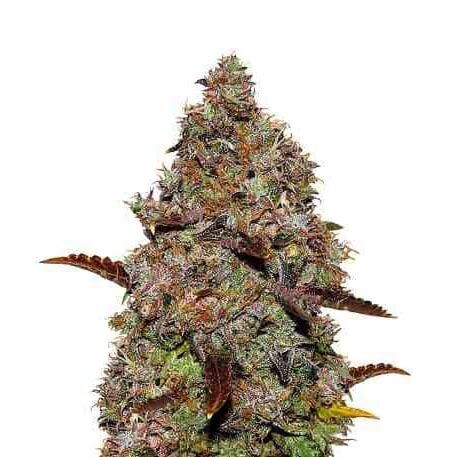 STRNG Seeds - Gelato Auto