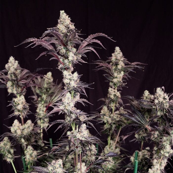 Lovin’ In Her Eyes – Atomic Renegade