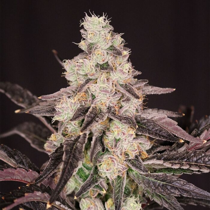 Lovin’ In Her Eyes – Atomic Renegade