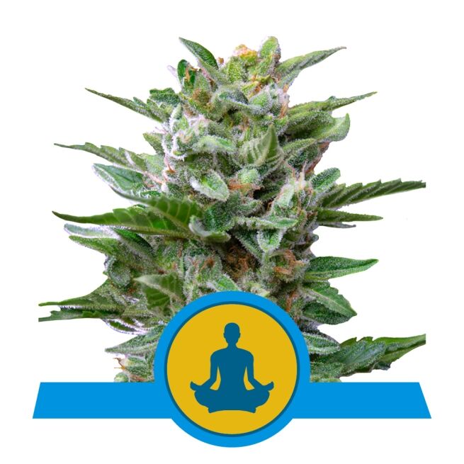 Stress Killer Auto