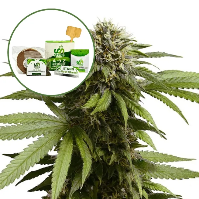 Apple Fritter Strain Grow Kit