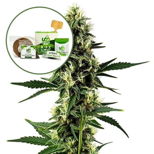 Aurora Indica Strain Grow Kit