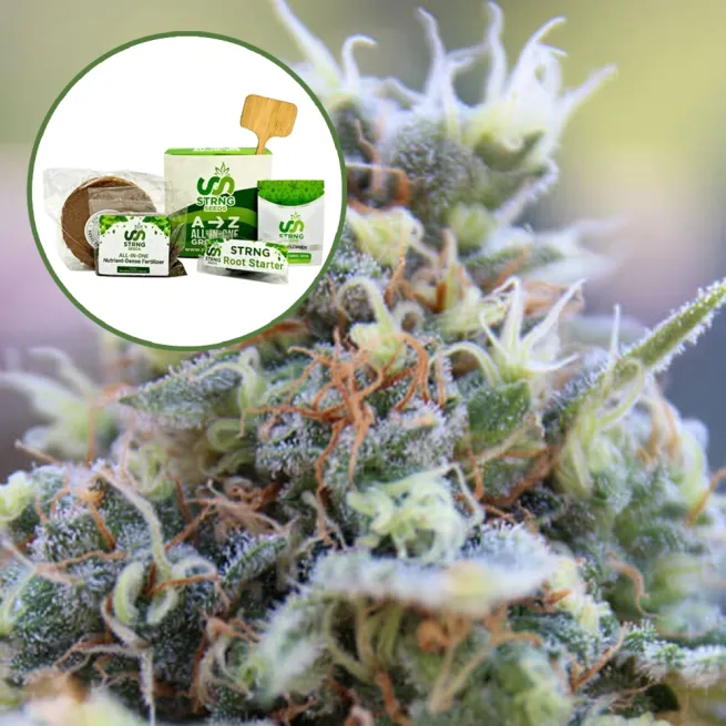 Banana Kush Strain Grow Kit