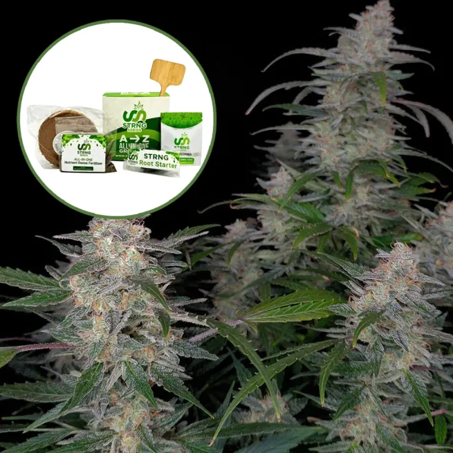 Biscotti Strain Grow Kit