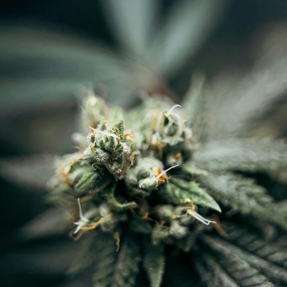 STRNG Seeds – Blood Berry