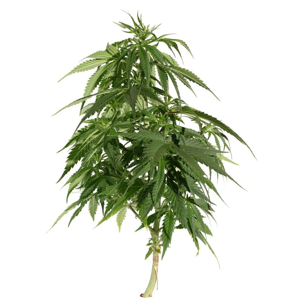 STRNG Seeds – Blueberry