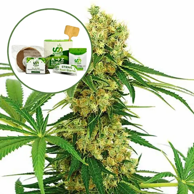 Chocolope Strain Grow Kit