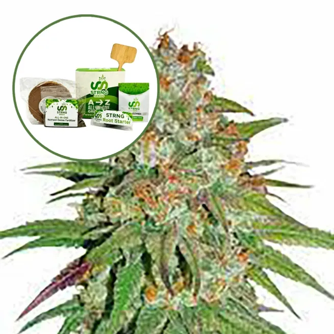 Glueberry OG Strain Grow Kit