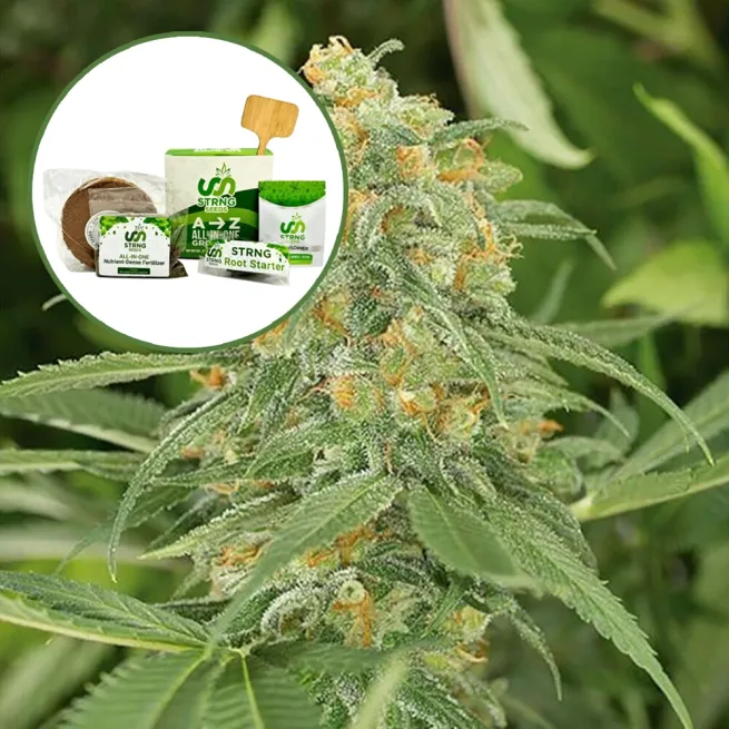 Green Crack (THCA) Strain Grow Kit