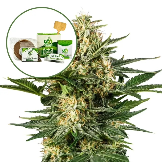 Green Gelato Strain Grow Kit