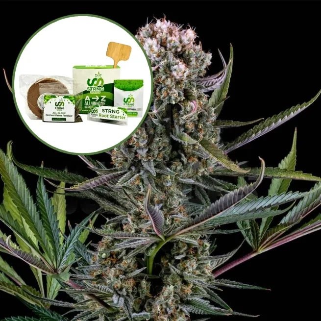 Italian Ice Strain Grow Kit