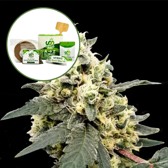 Lemonade Strain Grow Kit