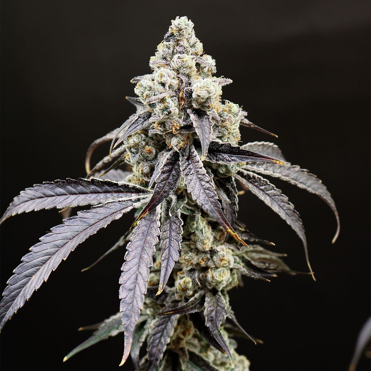 Lovin’ In Her Eyes – Marsquake