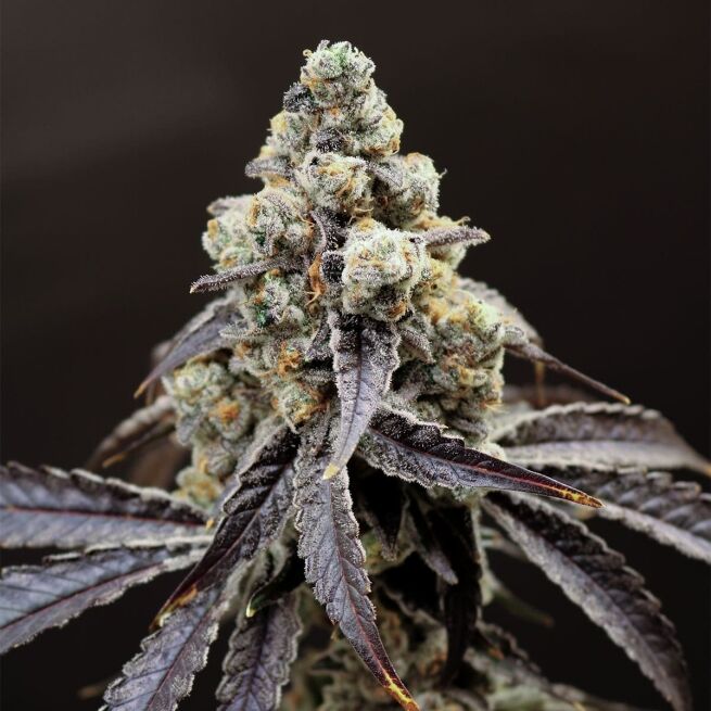 Lovin’ In Her Eyes – Marsquake