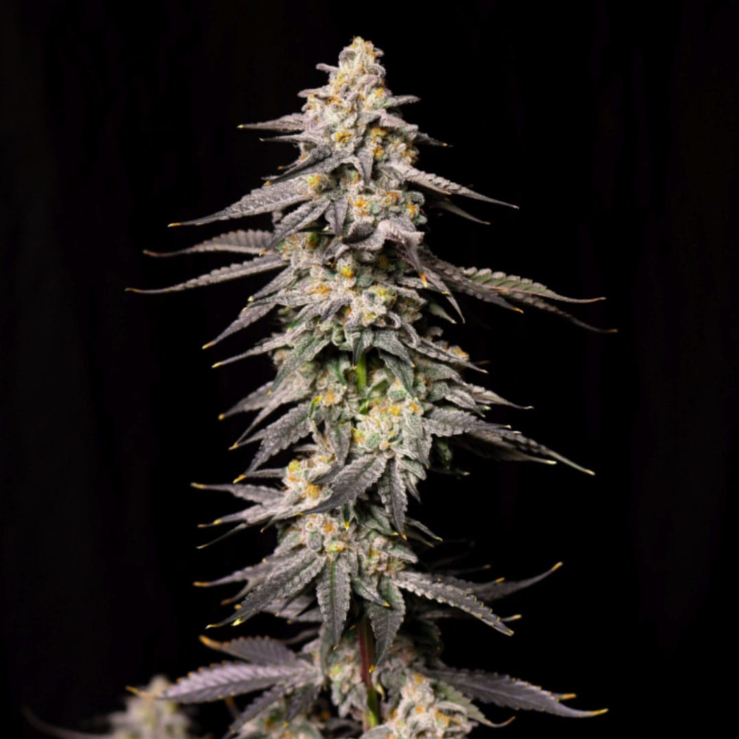 Lovin’ In Her Eyes – Roseberry