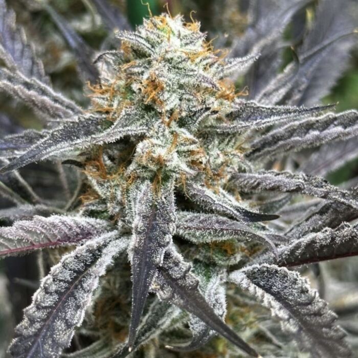 Lovin’ In Her Eyes – Strawberry Cadillac