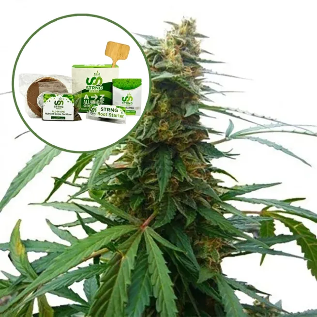 Mandarine 47 Strain Grow Kit