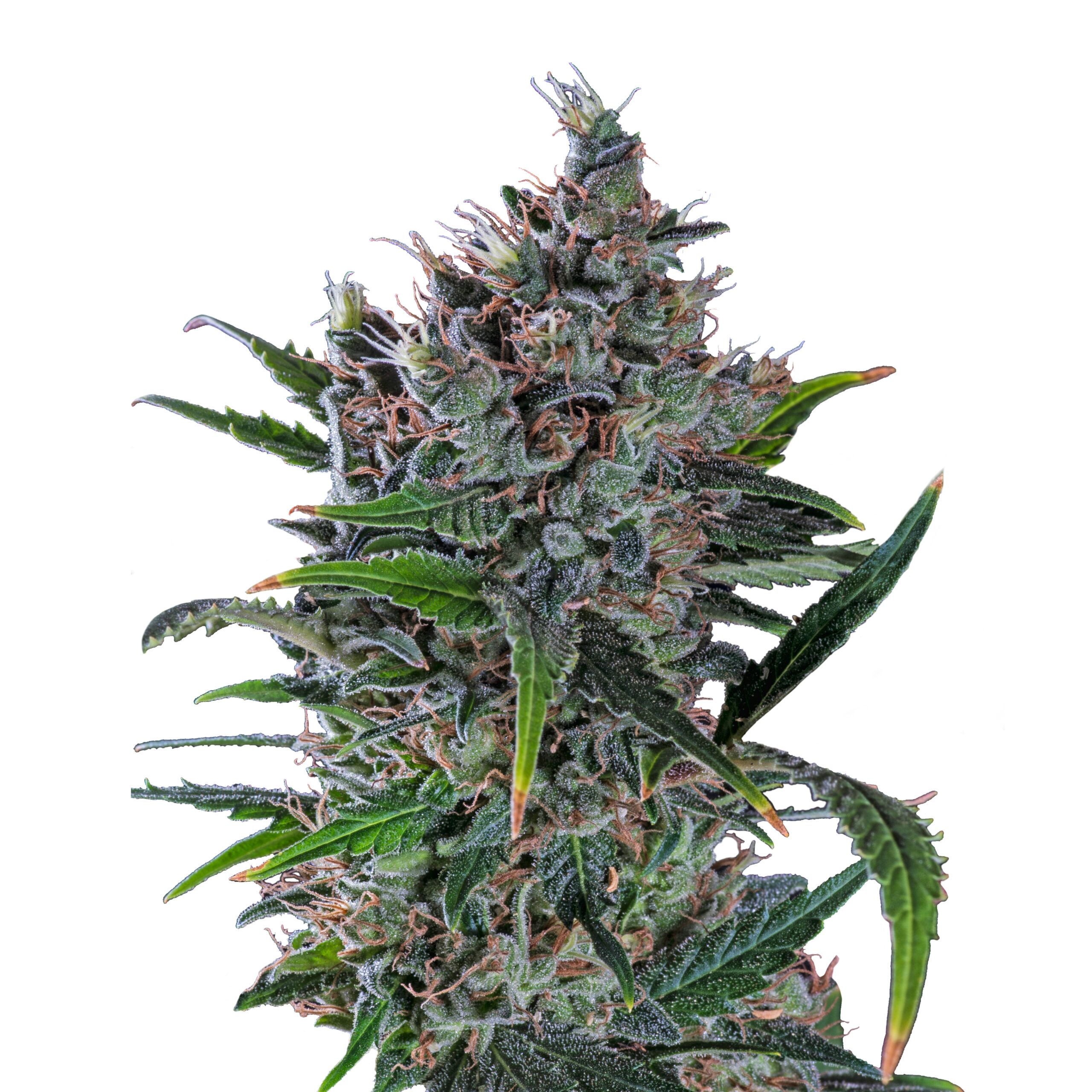 North Thunderfuck Plant