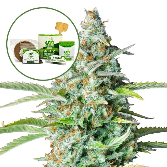 Northern Lights Strain Grow Kit