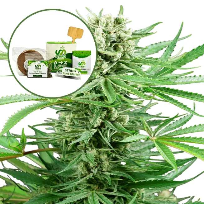 Papi Chulo Strain Grow Kit