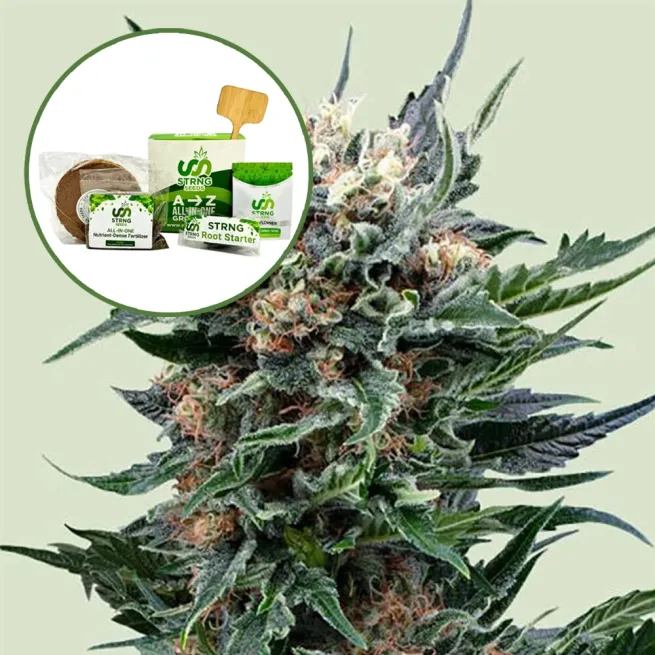 Pink Gorilla Strain Grow Kit