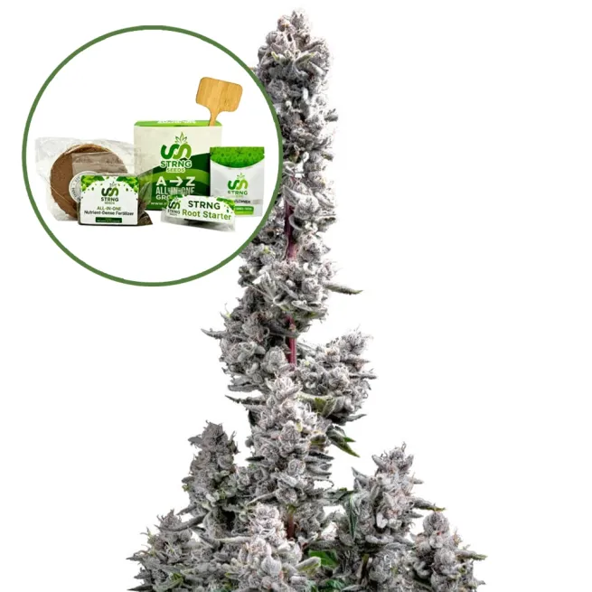 Pink Wasabi Strain Grow Kit