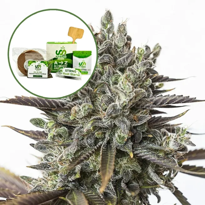 Purple Orange CBD Strain Grow Kit