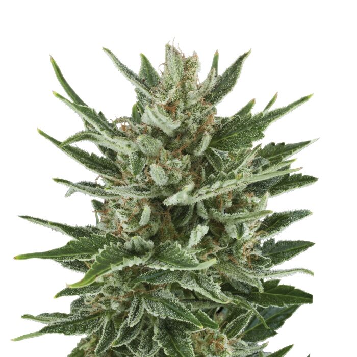 Speedy Chile Plant
