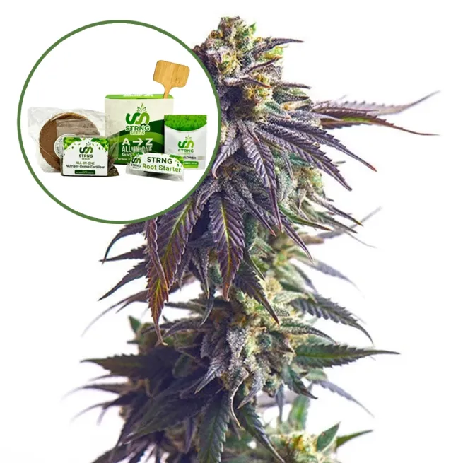 Sundae Driver Strain Grow Kit