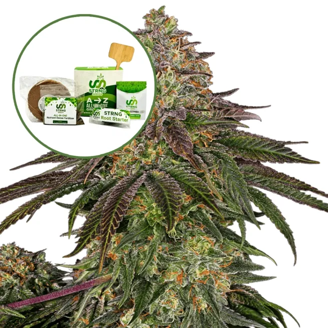 Sweet Kush Strain Grow Kit