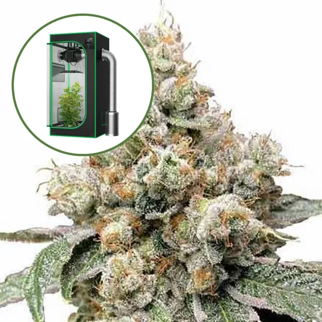 Alien OG Auto Platinum Indoor Grow Bundle