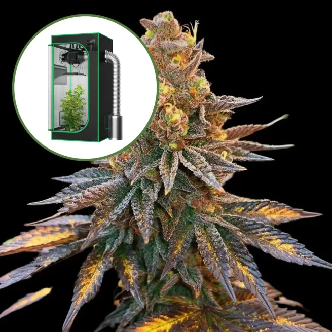 Banana Hammock Auto Platinum Indoor Grow Bundle