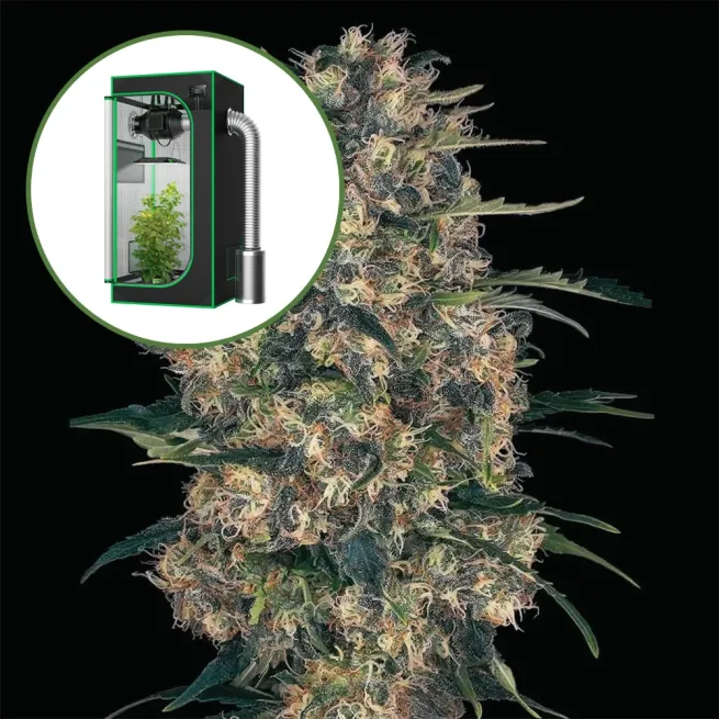 Black Domina Auto Platinum Indoor Grow Bundle