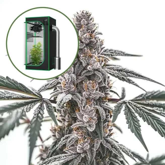 Black Widow Auto Platinum Indoor Grow Bundle