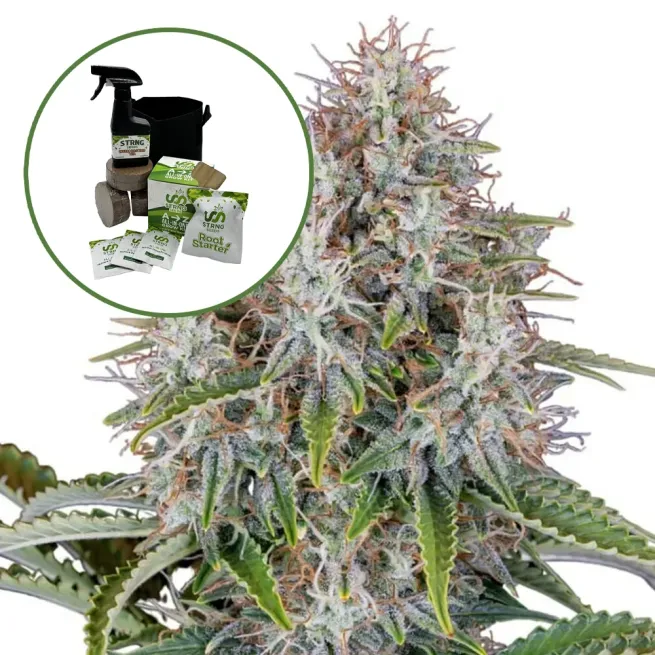 Blue Haze Auto High Yield Grow Kit