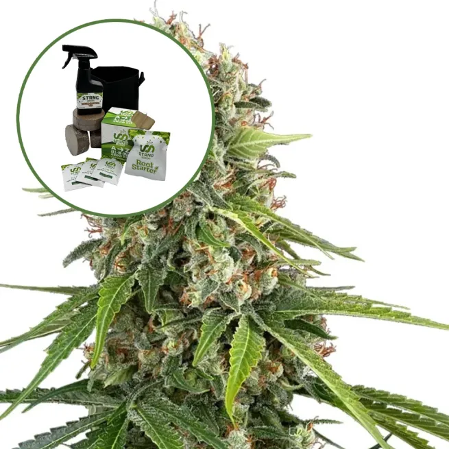 Blue Sunset Auto High Yield Grow Kit