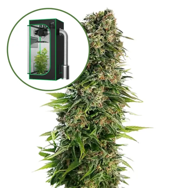 Blue Zkittlez Auto Platinum Indoor Grow Bundle