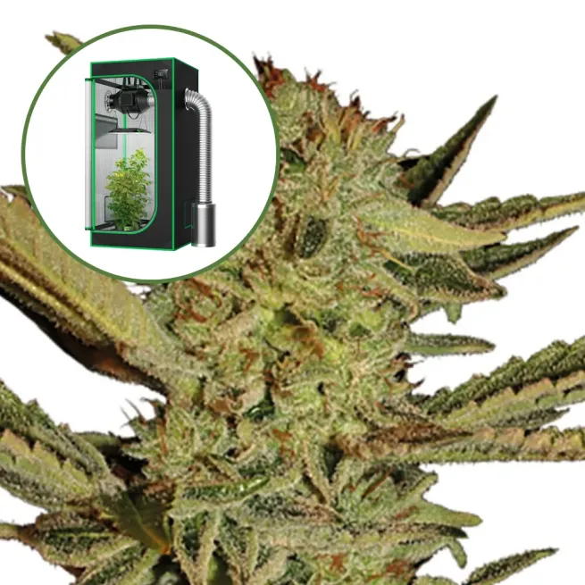 Bubble Gum Auto Platinum Indoor Grow Bundle